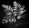 Ghost Fronds-1.png