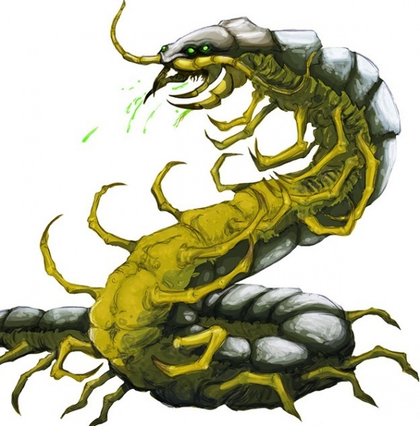 Centipede, Giant