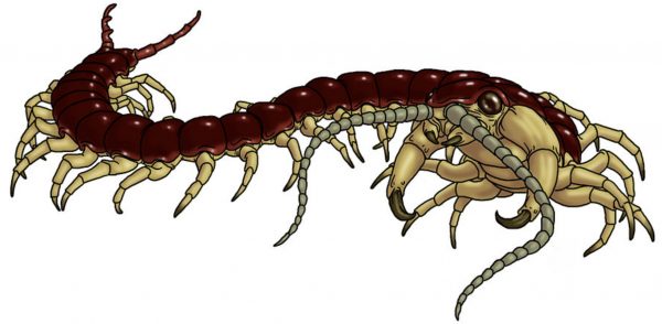 Huge Gruesome Centipede