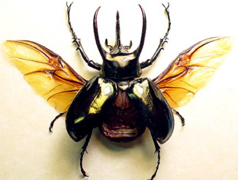 Saw Beetle Nymph